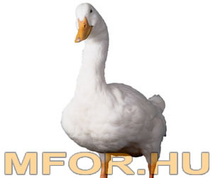 Aflac kacsa